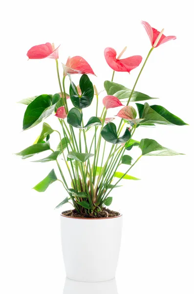 Gyönyörű Anthedesia anthurium — Stock Fotó