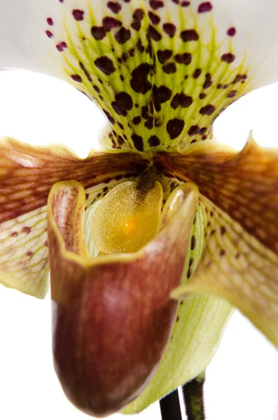 Nahaufnahme von Orchideen (paphiopedilum maudiae)) — Stockfoto