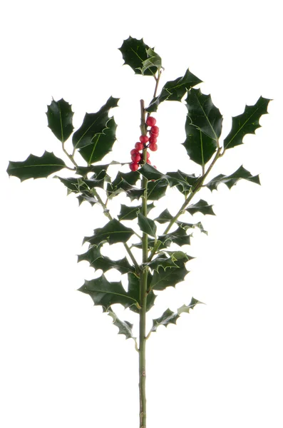 Kerstmis holly branch — Stockfoto