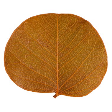 sonbahar yaprak