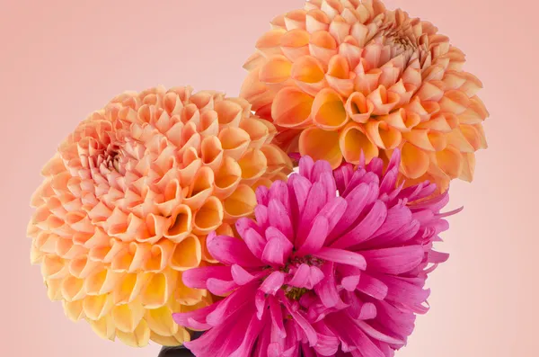 Three dahlias — Stock Photo, Image