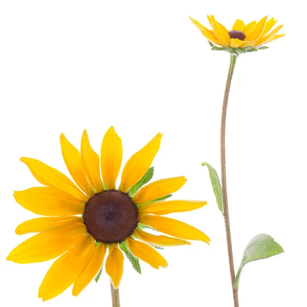 Sunflowers — Stock Photo, Image