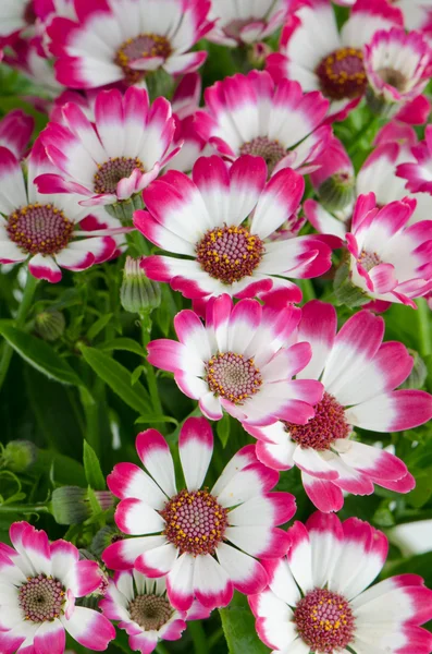 Beautiful pink flowers and green grass — Stock Photo, Image