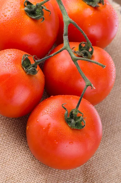 Kiraz domates asma — Stok fotoğraf