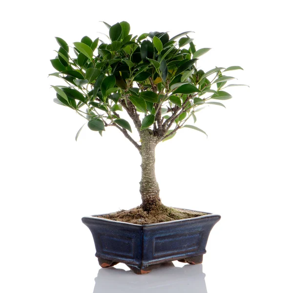 Kínai zöld bonsai fa — Stock Fotó