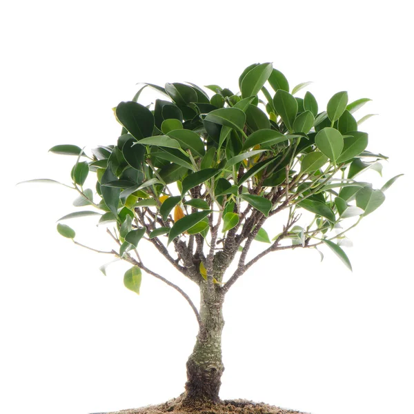 Chinese green bonsai tree — Stock Photo, Image