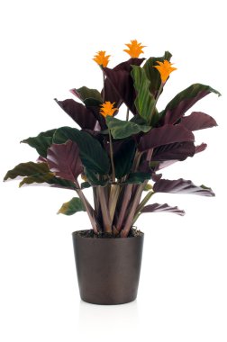 Sonsuz alev çiçek (calathea crocata)