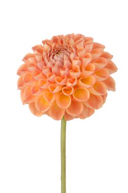 Turuncu dahlia çiçeği