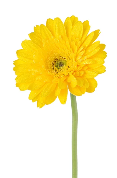 黄色非洲菊菊花花 — 图库照片