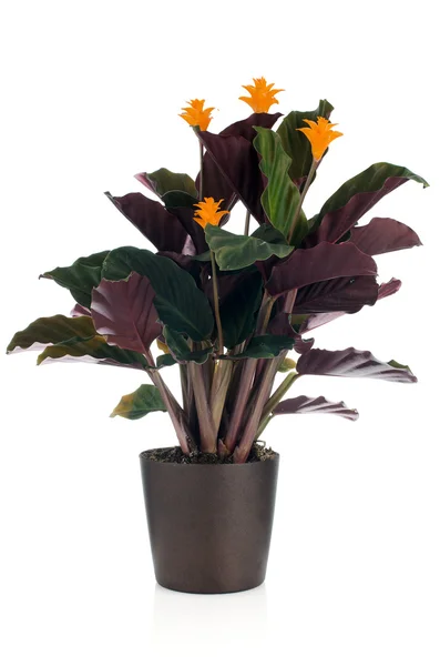 Eternal flame flower (calathea crocata) — Stock Photo, Image