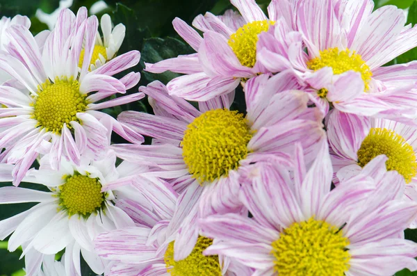 Bellissimi fiori di crisantemo — Foto Stock