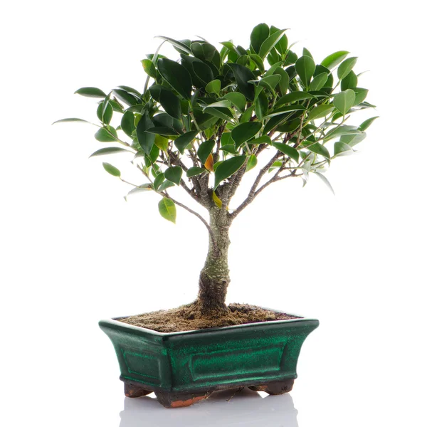 Kínai zöld bonsai fa — Stock Fotó