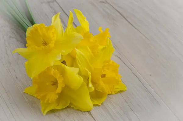 Jonquil blommor — Stockfoto