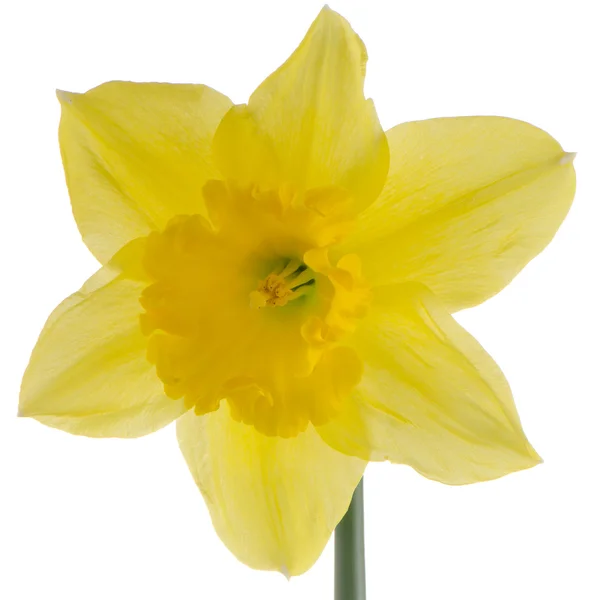 Narcis květ — Stock fotografie