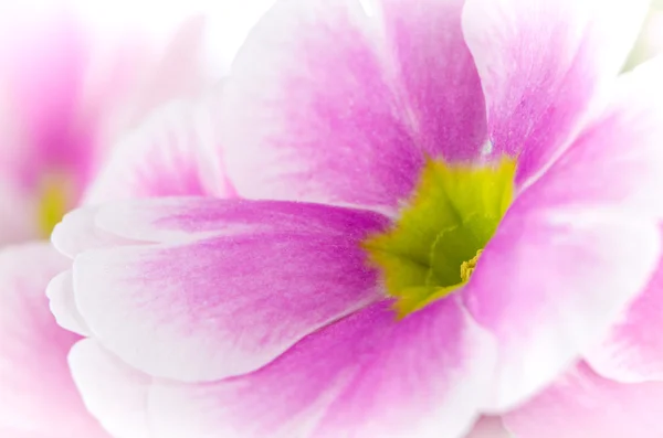 Closeup of pink primrose flowers — Stock Photo, Image