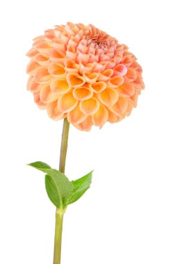 Turuncu dahlia çiçeği