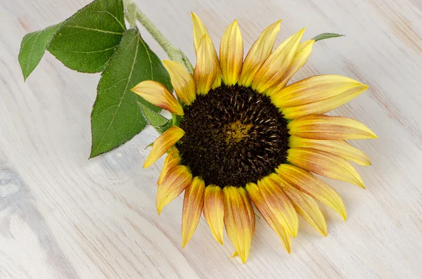 Sunflower flower — Stock Photo, Image