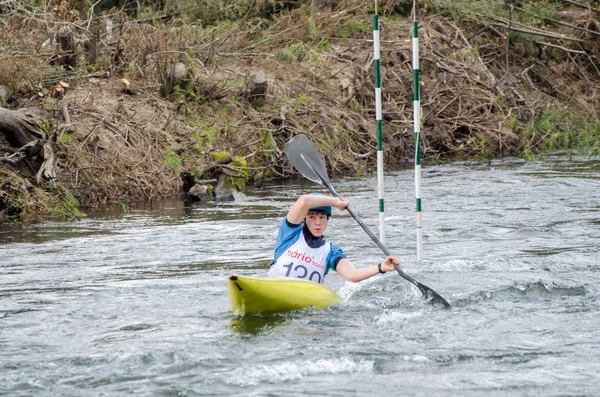 Jago canosa — Stockfoto