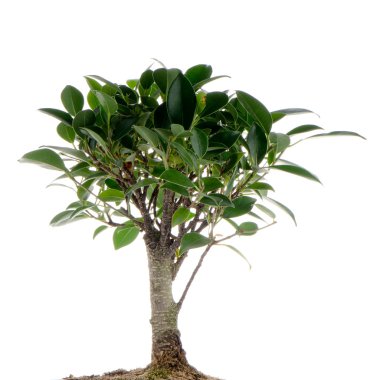 Çince yeşil bonsai ağacı
