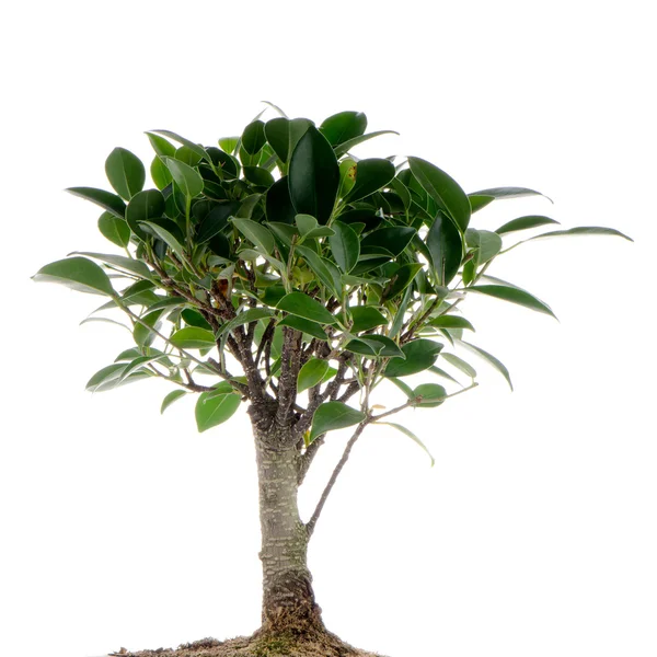Chinese green bonsai tree — Stock Photo, Image
