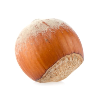 fındık