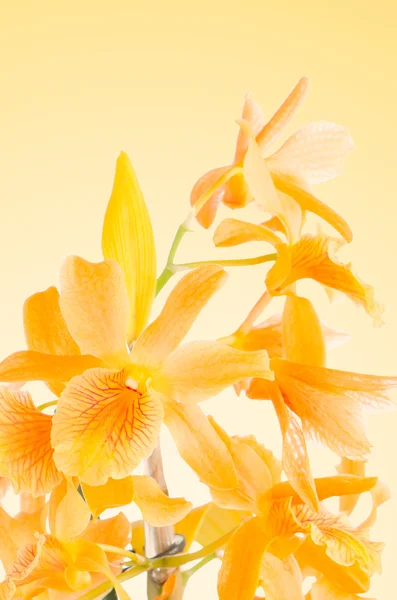 Hermosas flores de dendrobio naranja — Foto de Stock