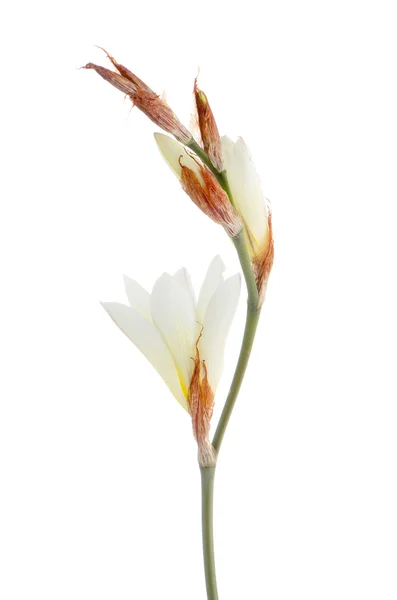 Weiße Freesien-Blüten — Stockfoto