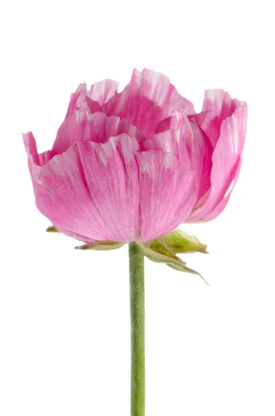 Flor de eustoma — Foto de Stock