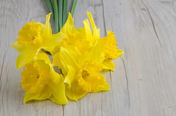 Jonquil blommor — Stockfoto