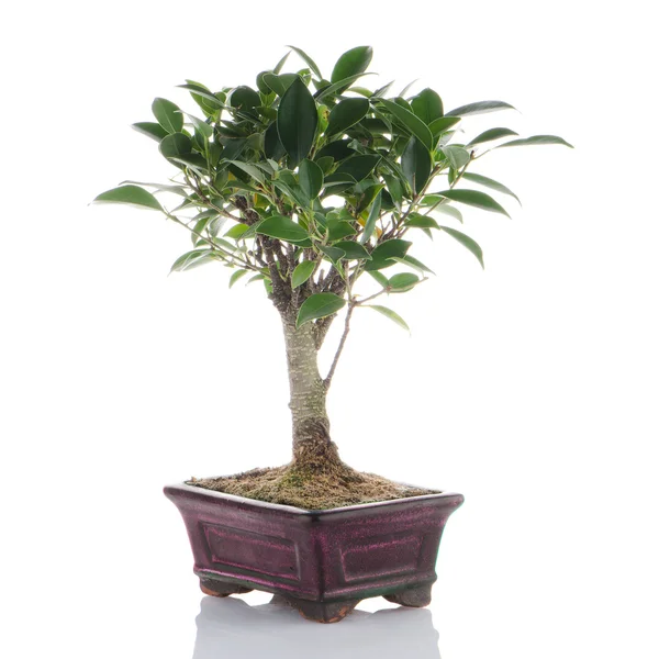 Kínai zöld bonsai fa — Stock Fotó