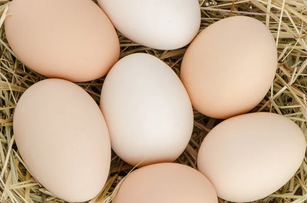 Eggs closeup — Stock Photo, Image