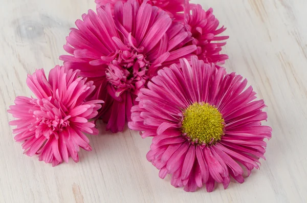 Pink daisy blommor — Stockfoto