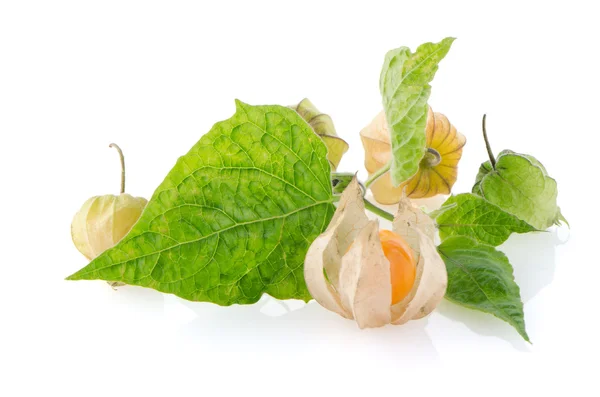 Physalis. — Foto de Stock