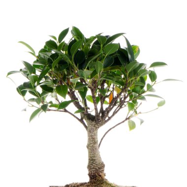 Çince yeşil bonsai ağacı