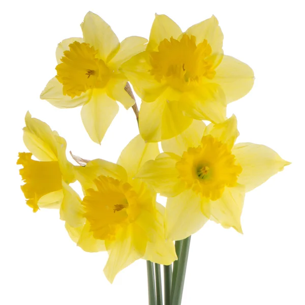 Flores de jonquil — Fotografia de Stock