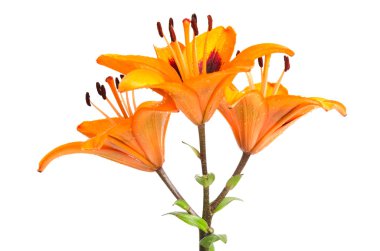 Orange lilies
