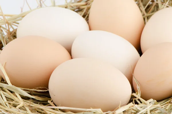 Primo piano uova — Foto Stock