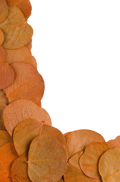 Autumn leaves — Stock Photo, Image