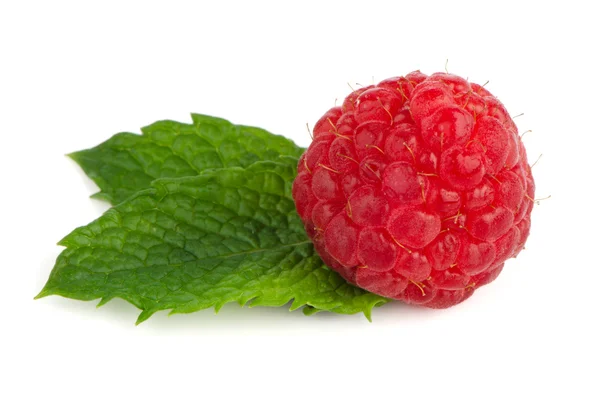 Ripe red raspberry — Stock Photo, Image