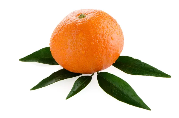 Verse oranje Mandarijn — Stockfoto