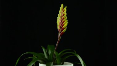 Sarı bromelia bitki