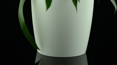 Sarı bromelia bitki