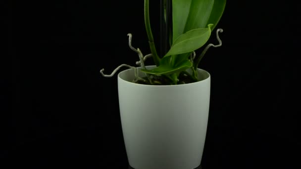 Witte orchidee — Stockvideo