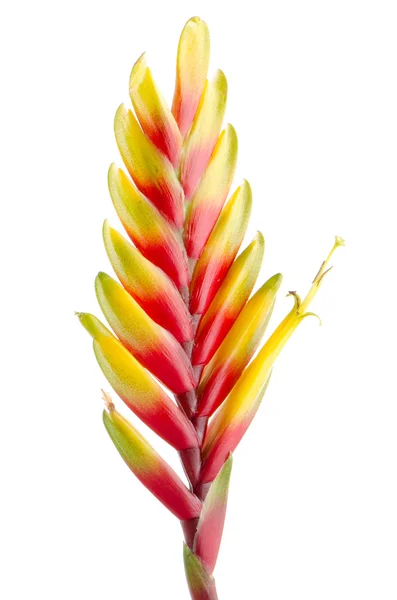 Kwiat Bromelia — Zdjęcie stockowe