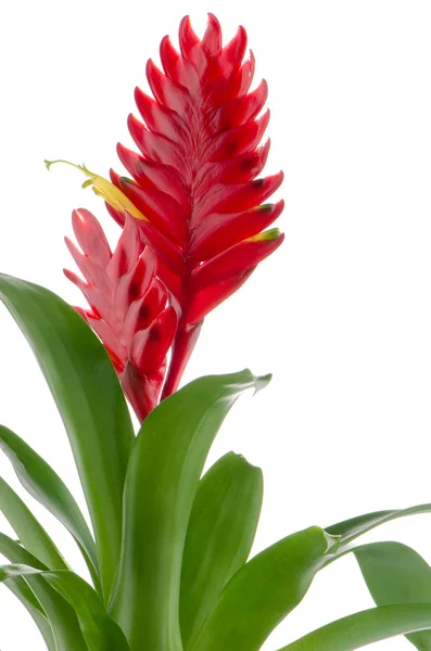 Fiore di bromelia — Foto Stock