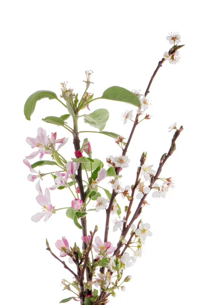 Primer plano de las flores de manzana — Foto de Stock