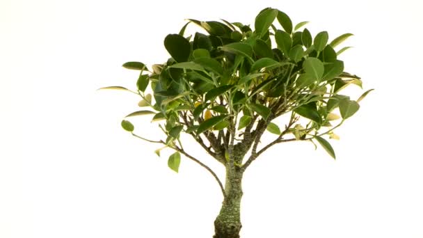 Bonsai ağacı beyaz arka plan üzerinde döndürme — Stok video