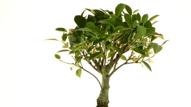 Bonsaï Arbre tournant sur fond blanc 