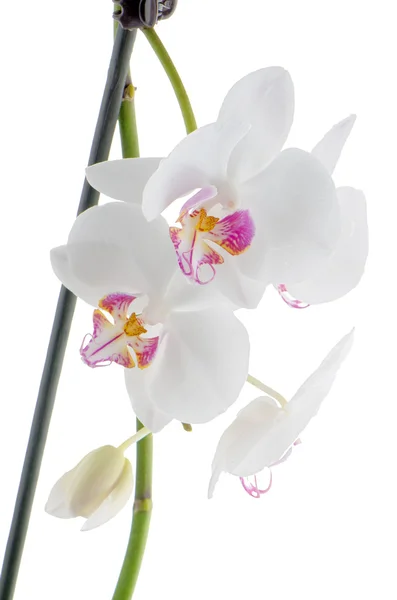 Bílé a růžové orchideje — Stock fotografie