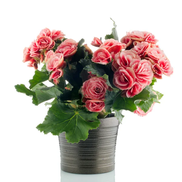 Plante rose bégonia — Photo